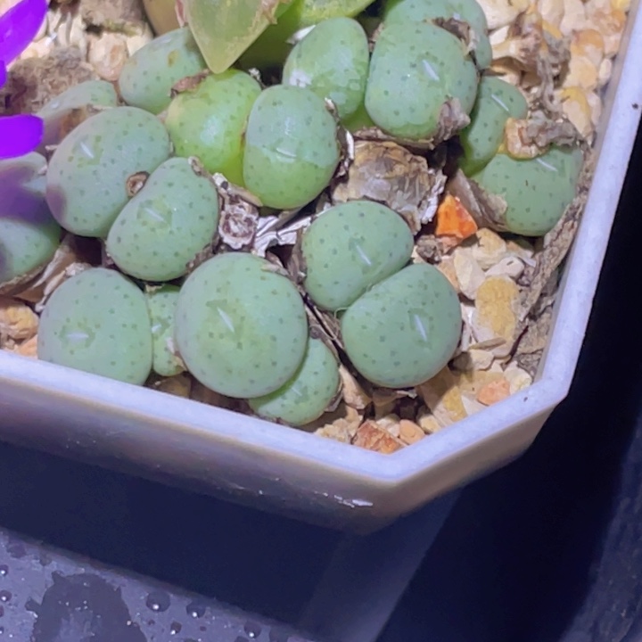 1588588888088885877877