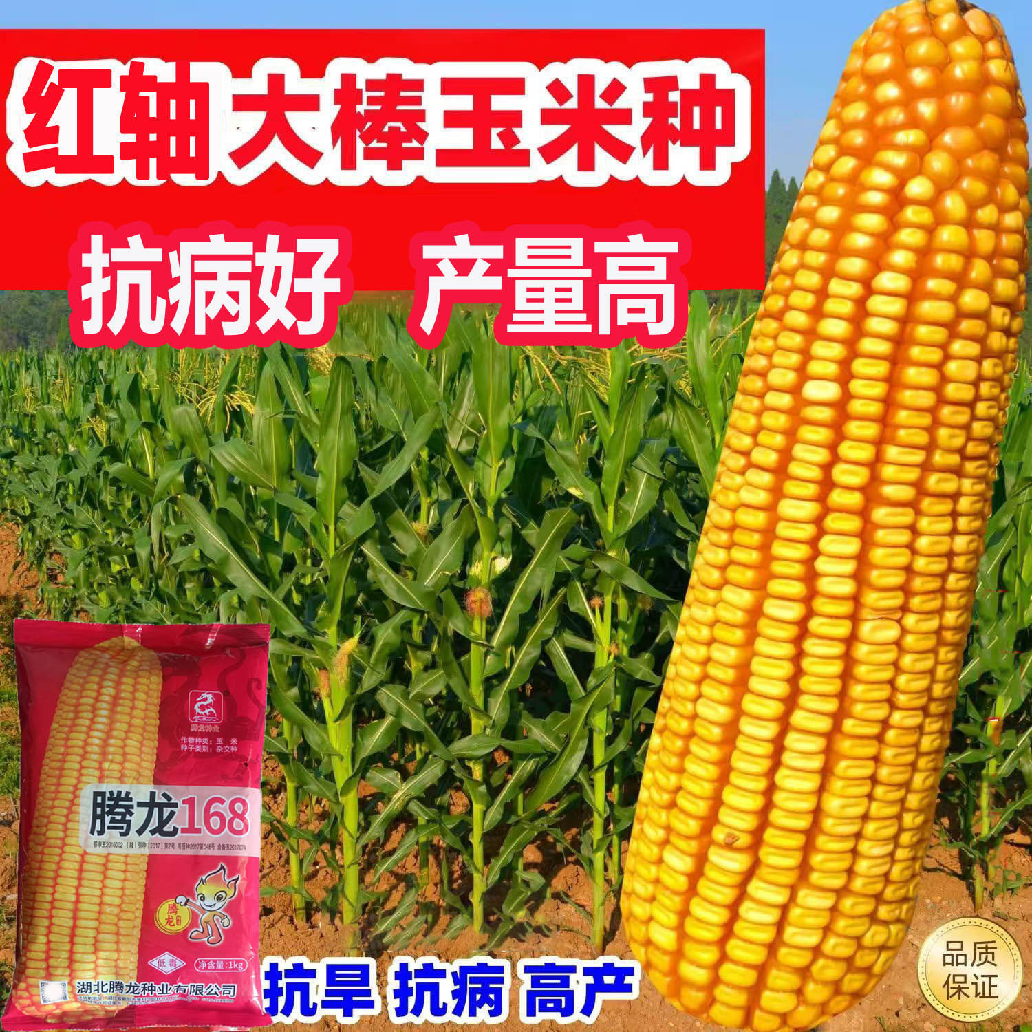 正品四川高产玉米种子腾龙重庆湖南湖北苞谷种耐旱抗病