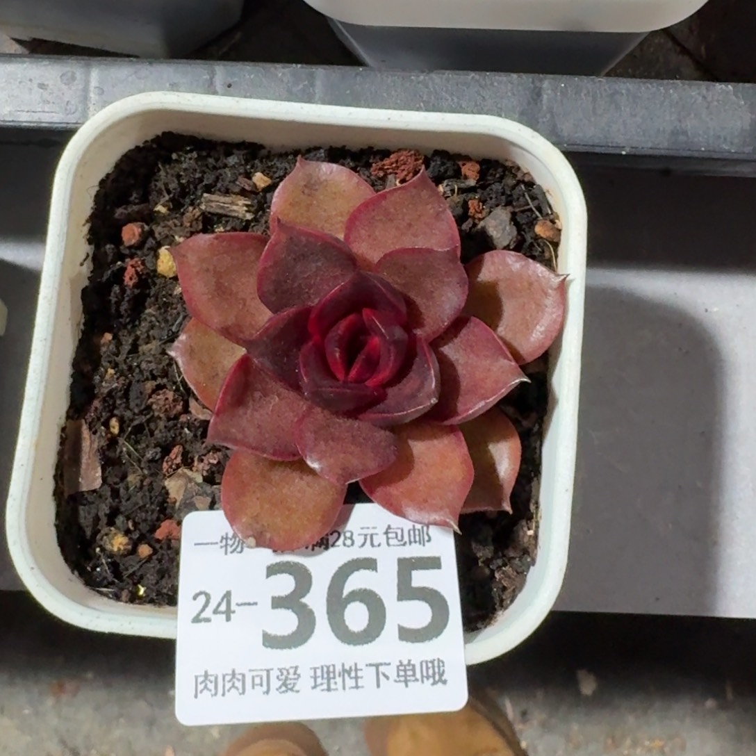 红灯无盆土发货无