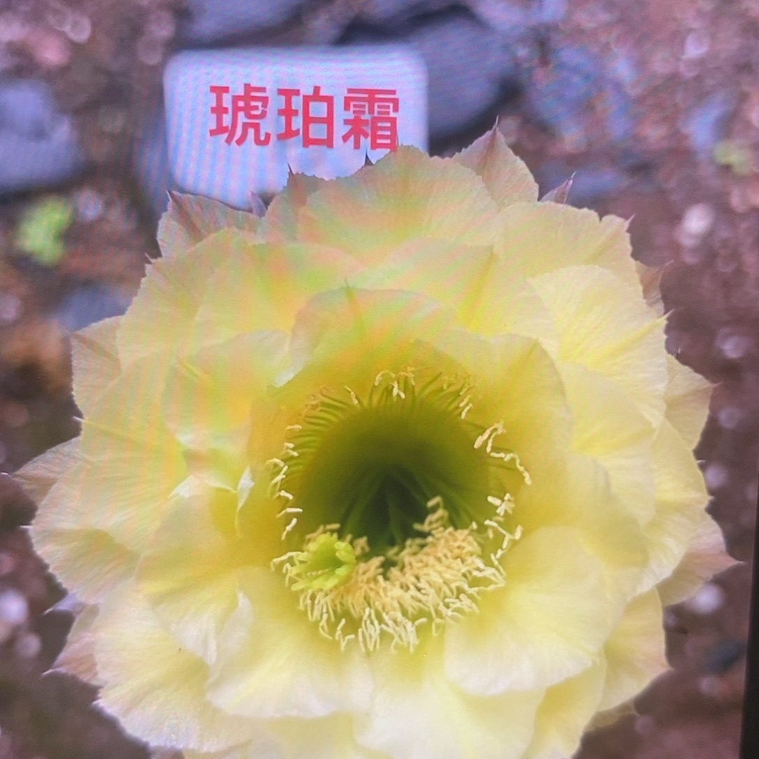 新品琥珀霜带根7公分左右