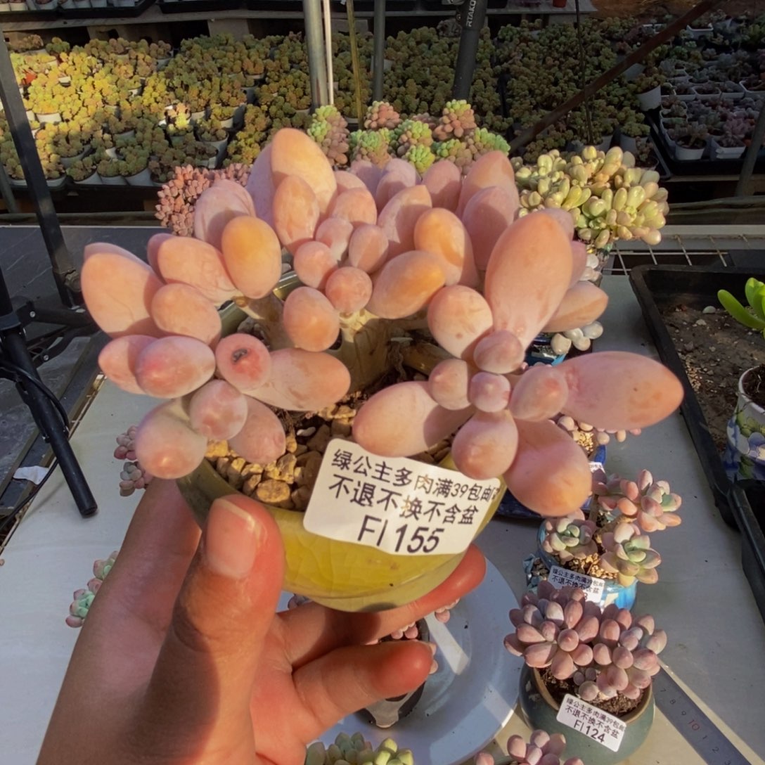 155香水手指奶多肉8cm