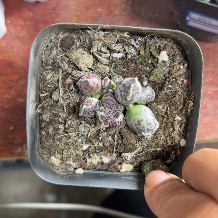 116 达摩海豹水泡