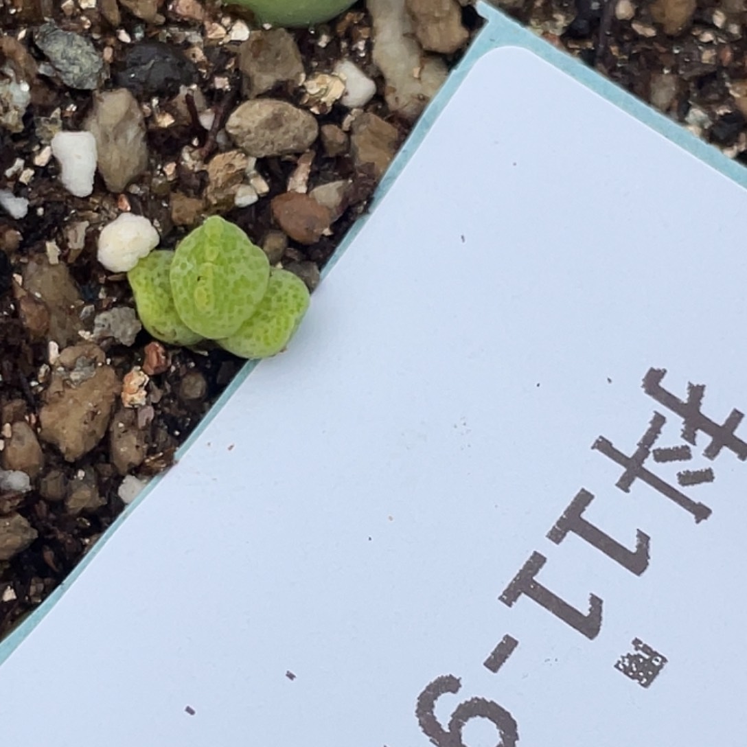 11-97鹿角斑马多肉植物