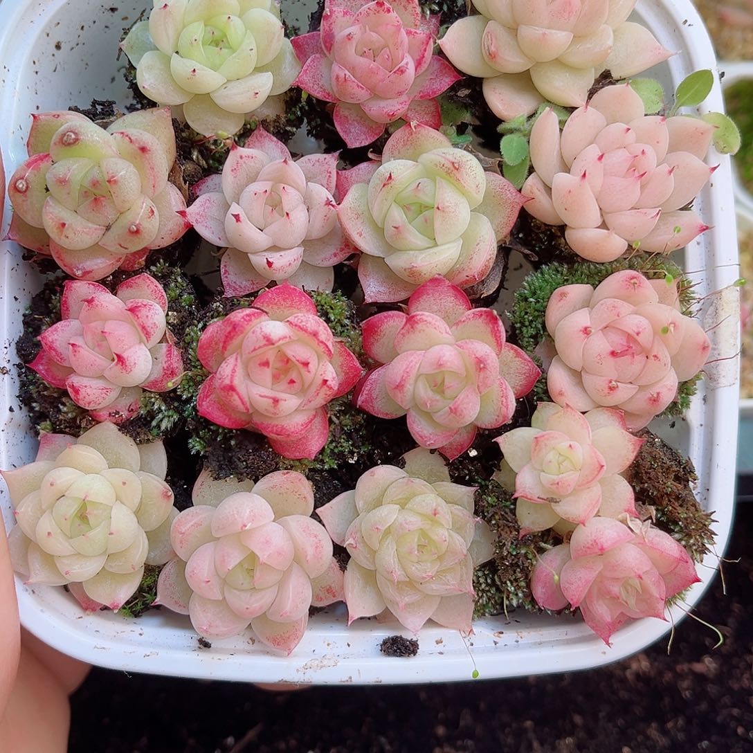 1-668 新疆西藏内蒙不发 一盒包邮2-3公分多肉