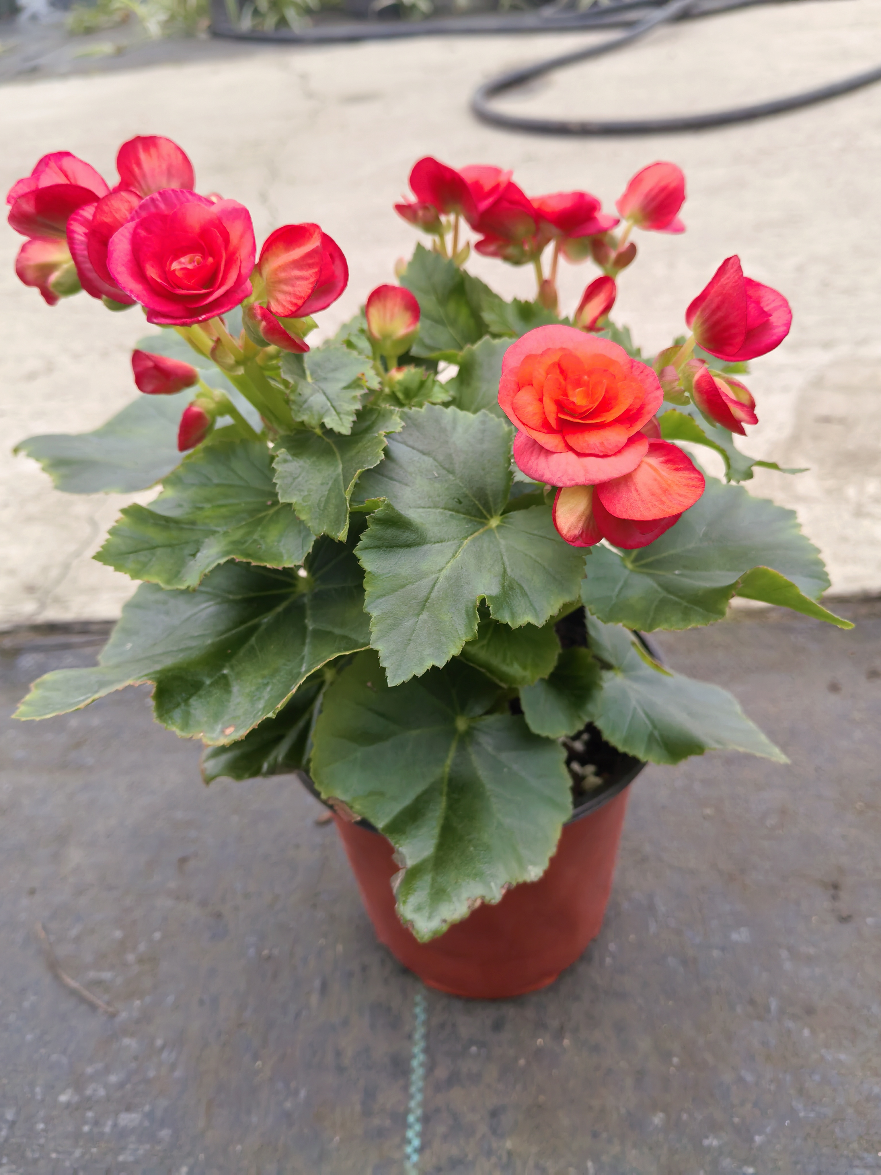 重瓣丽格海棠花盆栽室内阳台四季开花好养带花苞