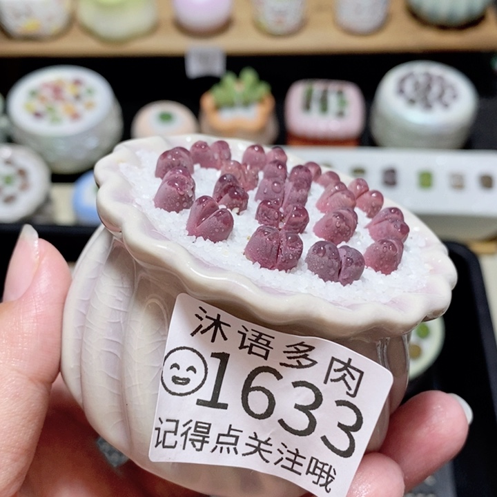 精美盆栽 一物一拍 1633