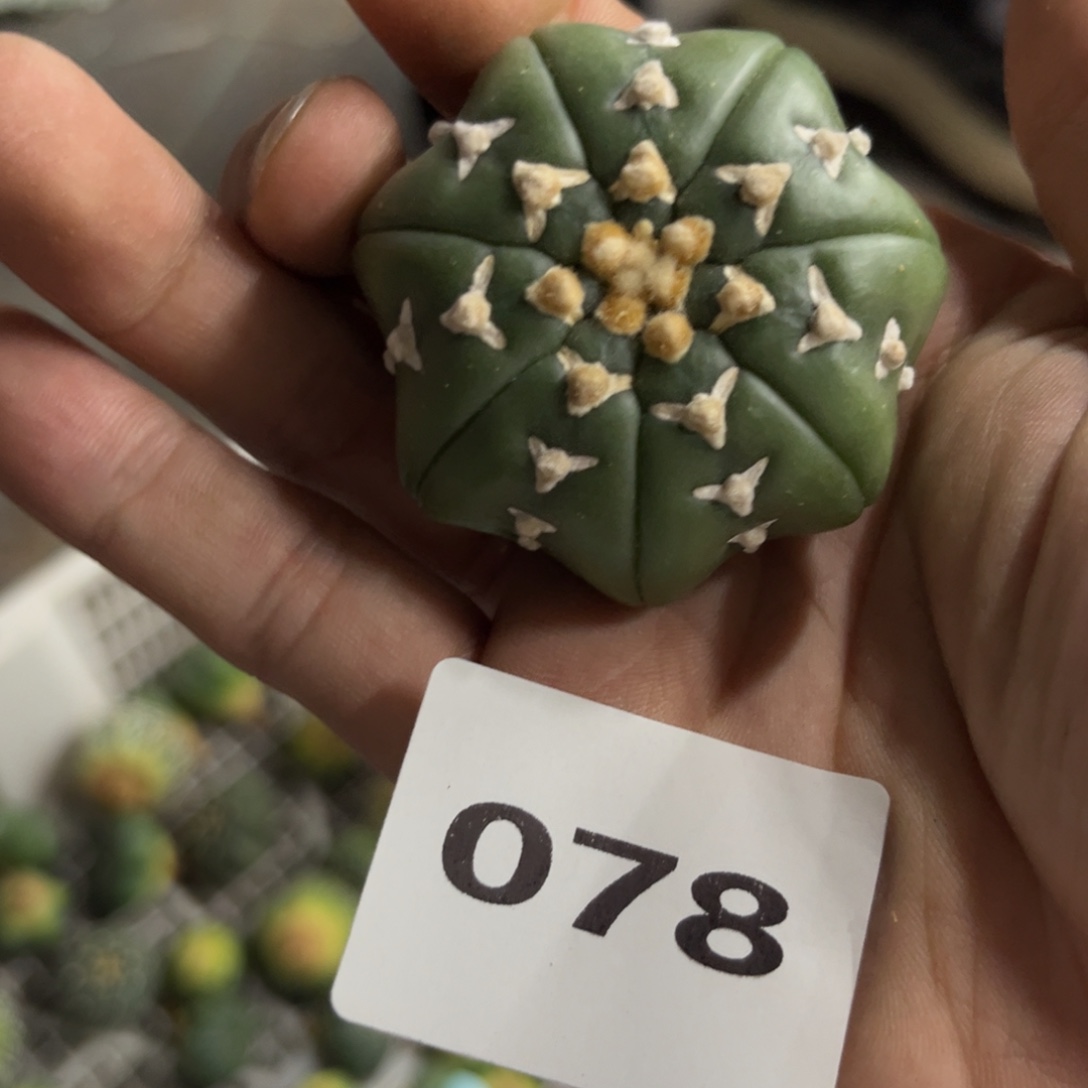 河****78 十一月十三号仙人球