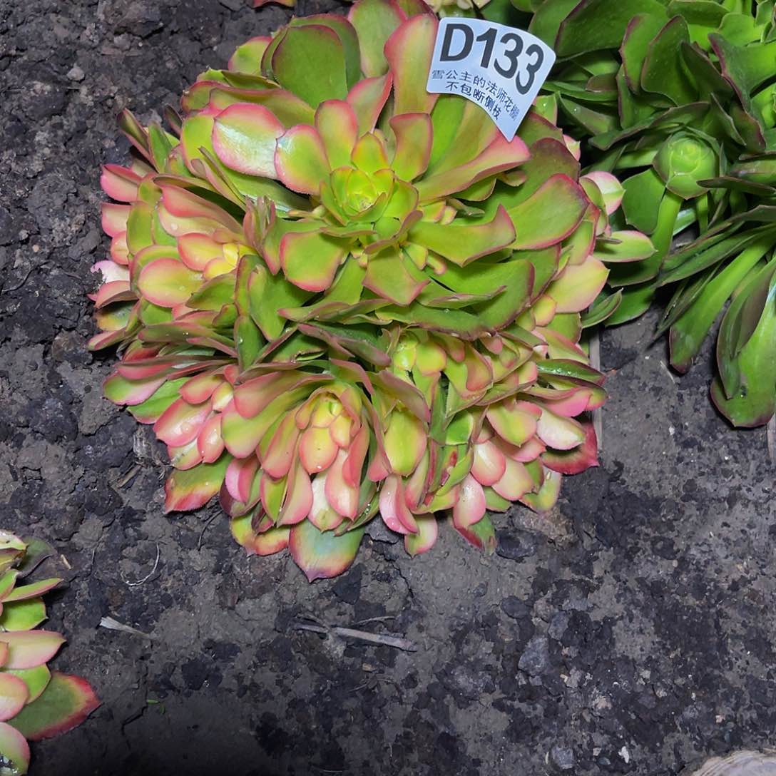 法师法师16–20包邮法师