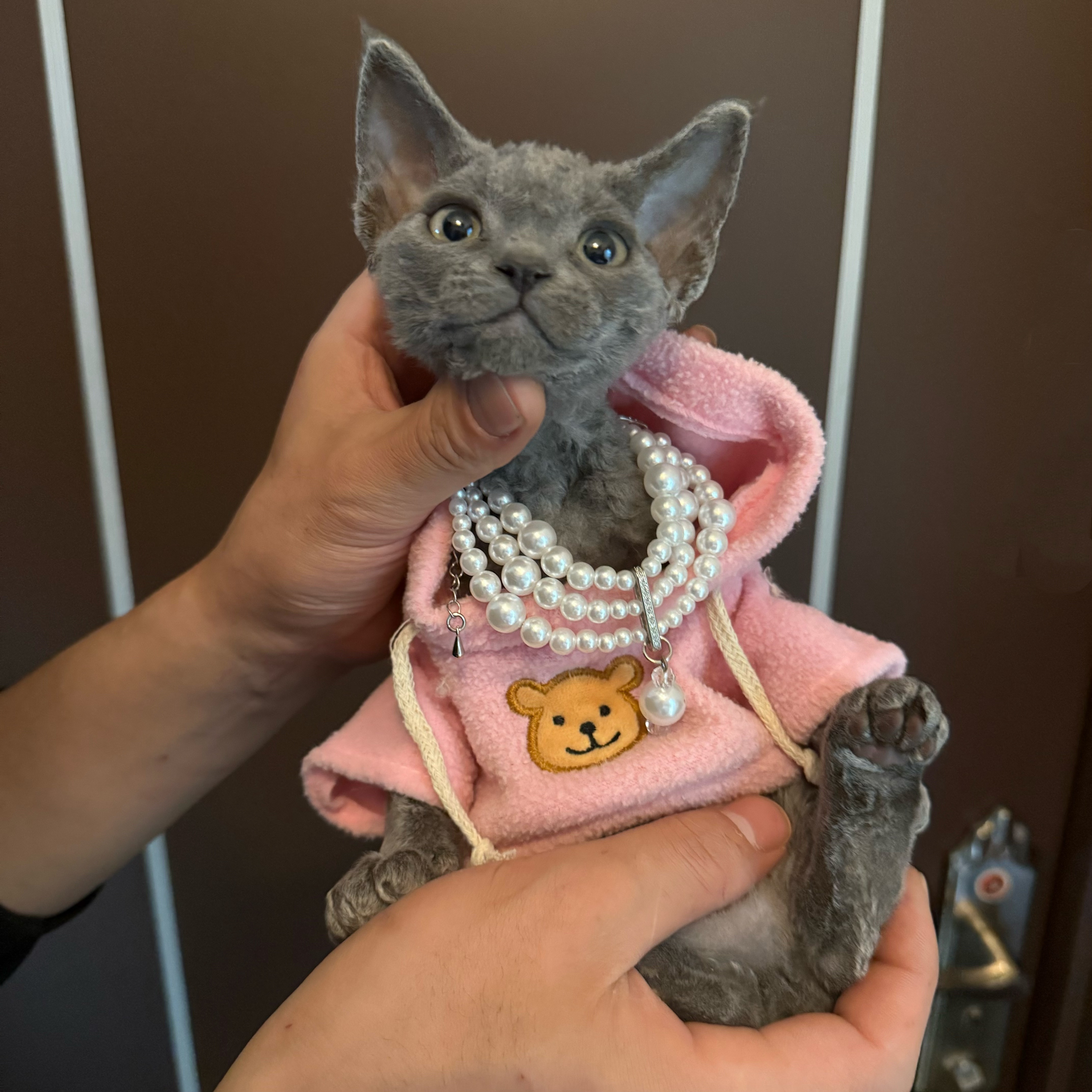 爪爪德文卷毛猫纯蓝妹妹