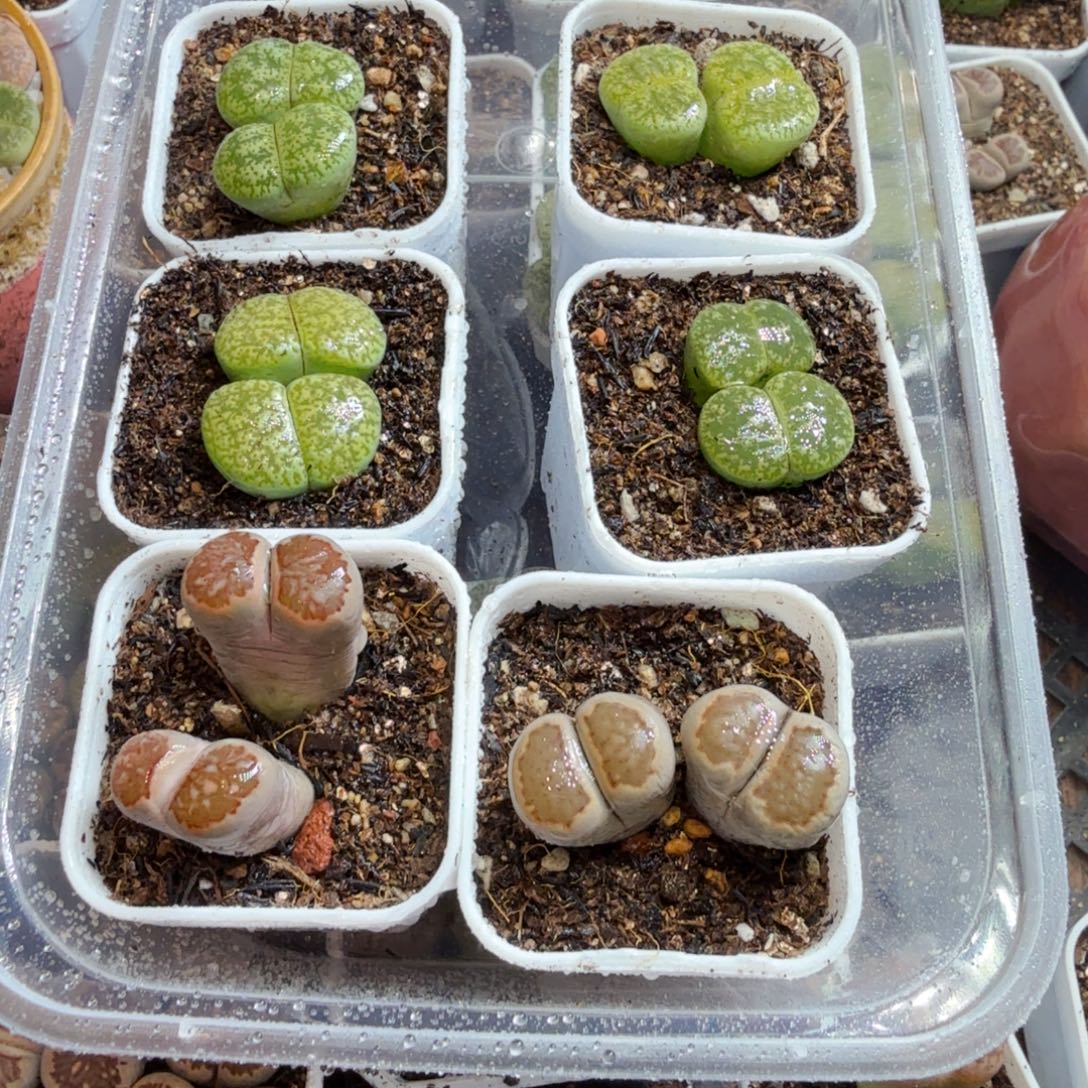 多肉植物的生长发育和609