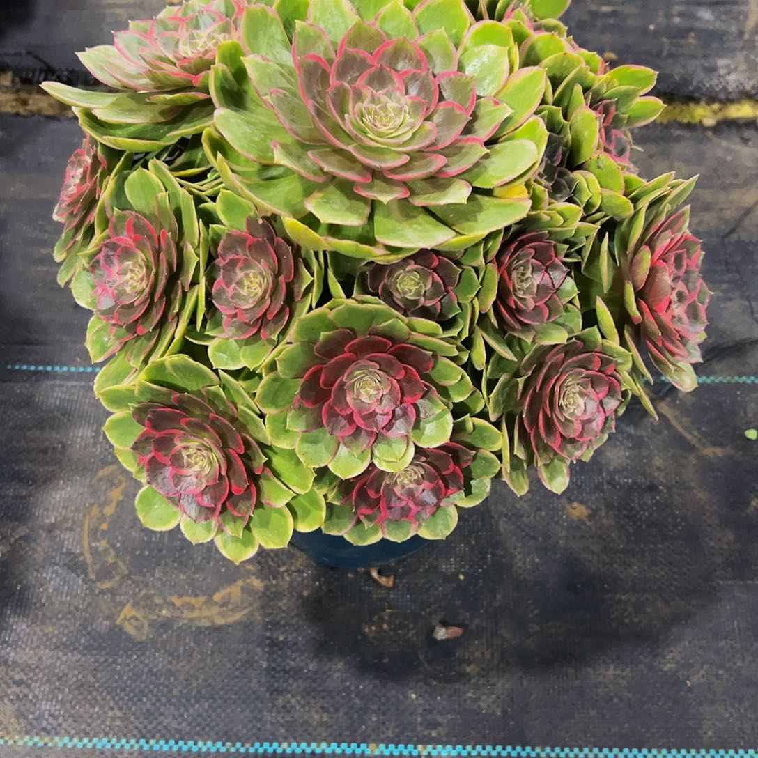 老庄粉花妖法师58.8