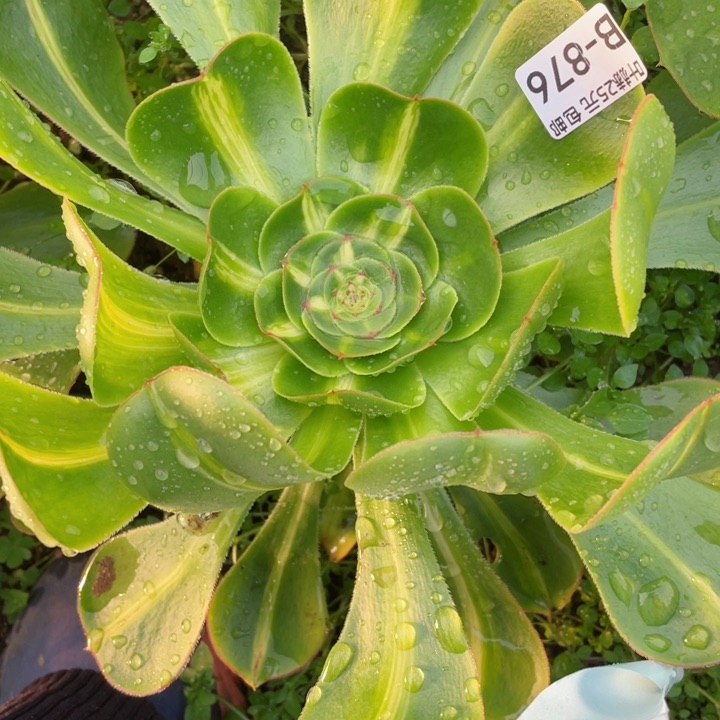 Z**?876暴君多肉12345678