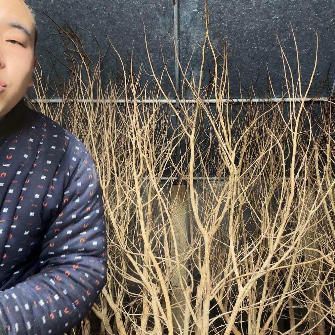 完全开放石榴树苗保真保对版