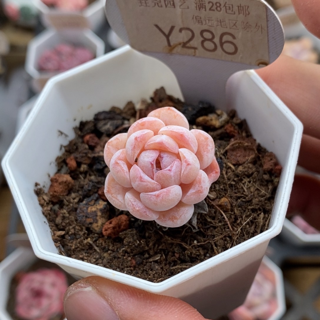 0286 雪颜单头 2.5cm