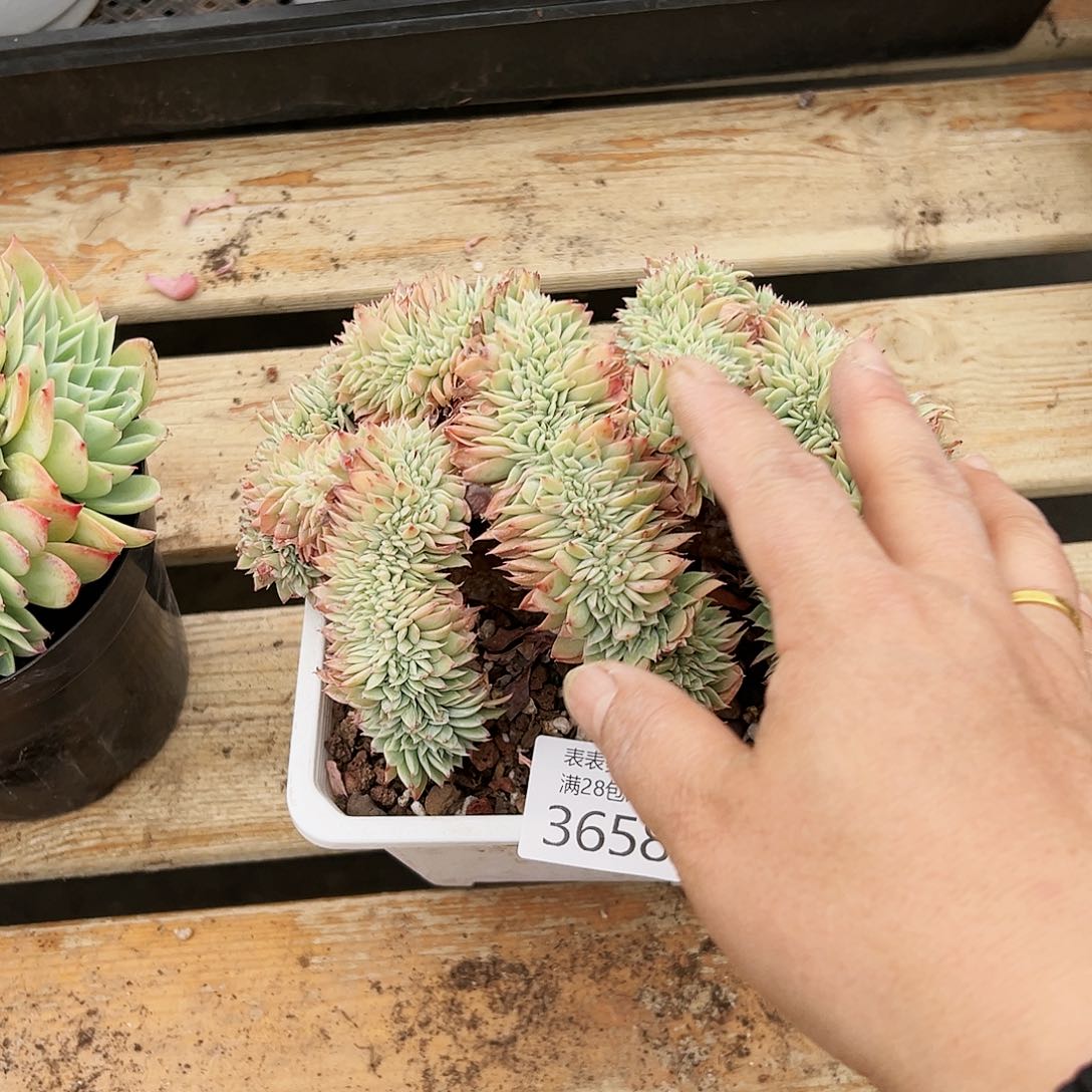 9号红*我们的确是3658