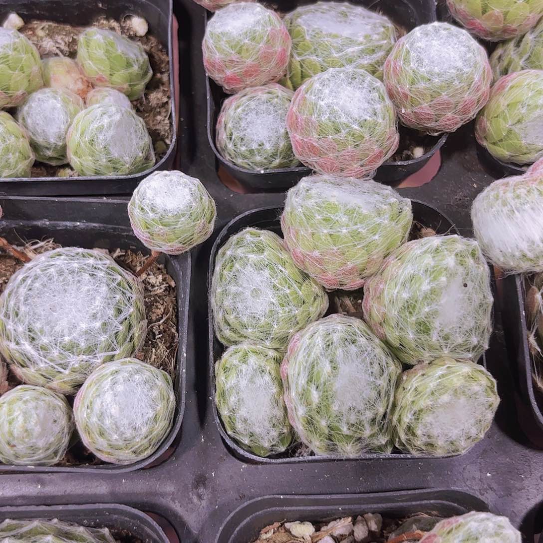 精品蛛丝卷娟多肉植物