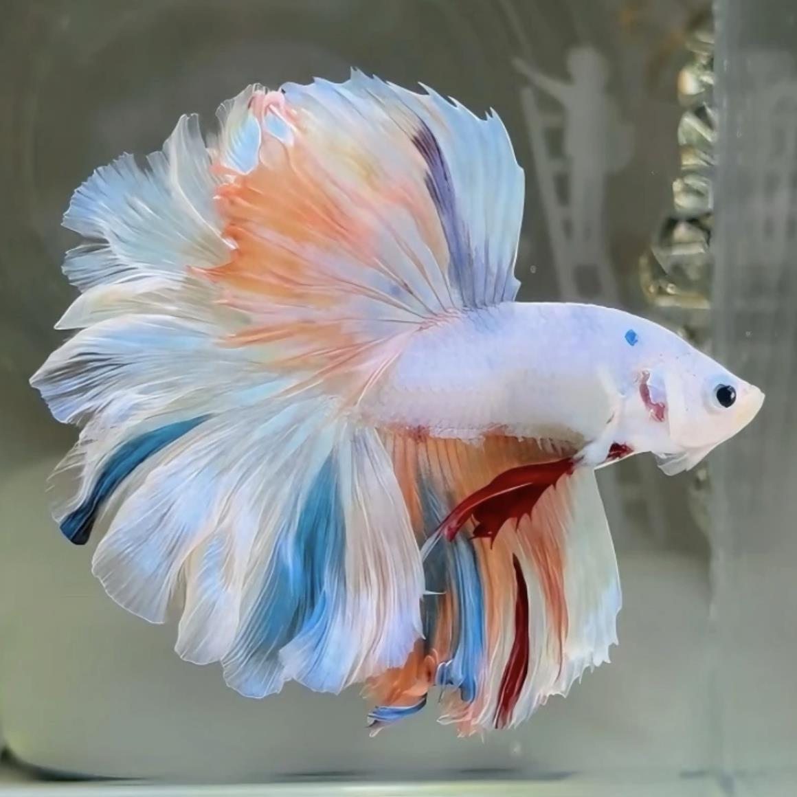 A11（241-264）泰国斗鱼小型热带观赏鱼（直播间选鱼）