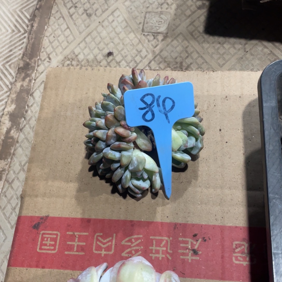 ಇ***ഒ星影缀化多头群生84