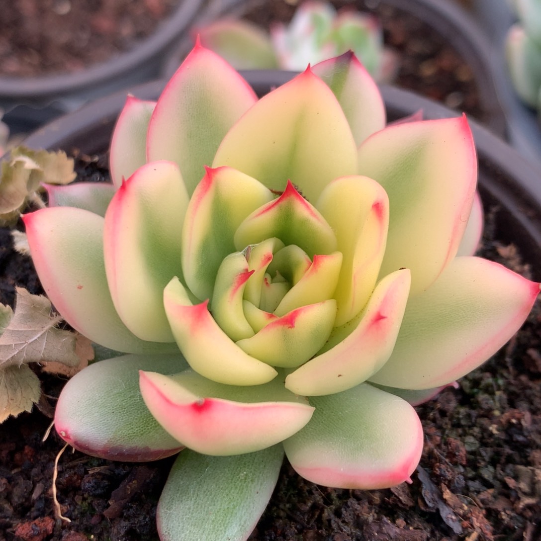 蓝莲东云锦j j j j j j j j