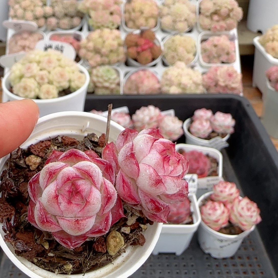 【闪购商品】0126-96女王