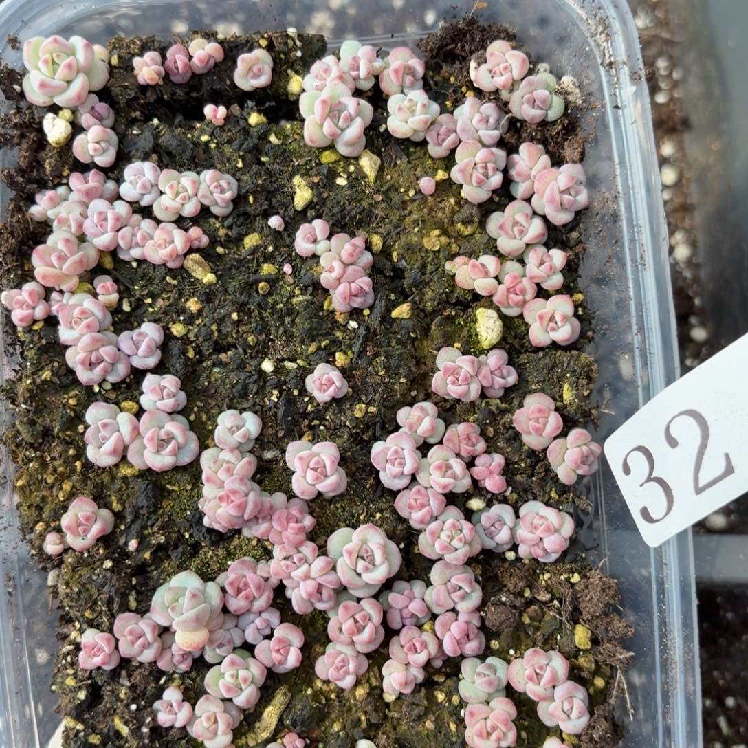 多肉植物多肉植物32