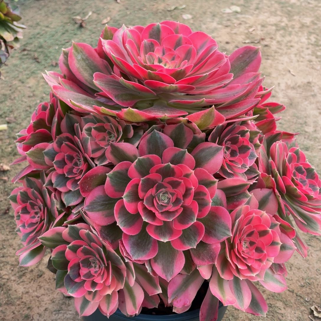 ?****?950粉女郎精品法师多肉