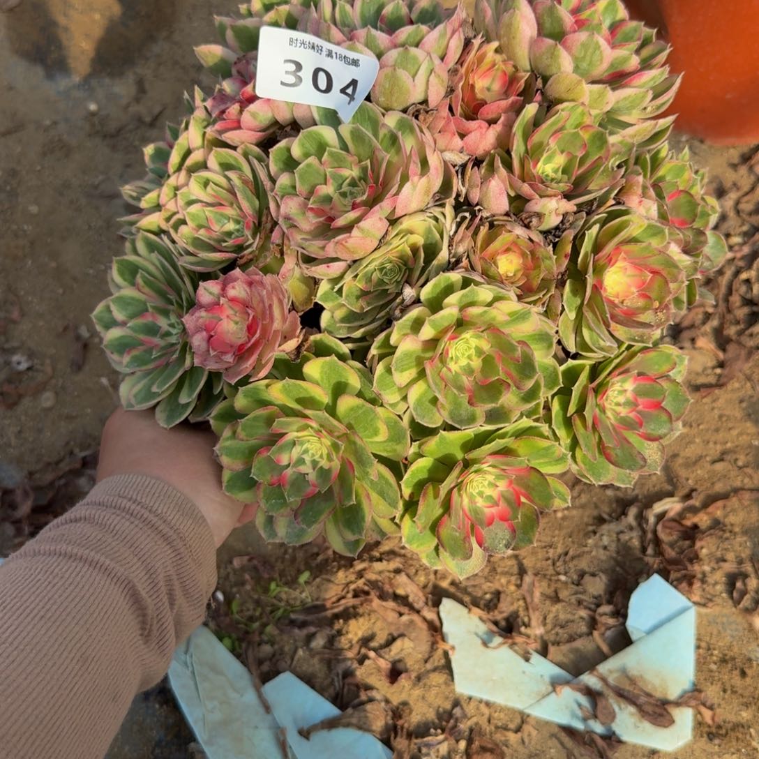 304瑶光。多肉植物