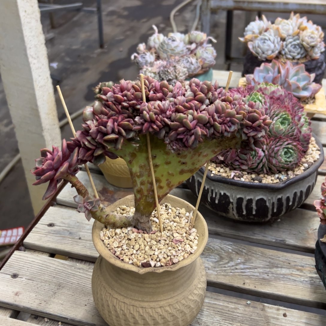 大红袍38 零零多肉植物