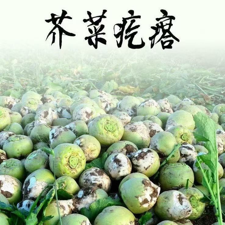 山西芥菜疙瘩辣疙瘩大头菜新鲜芥菜头腌咸菜丝农家菜便宜现摘现发