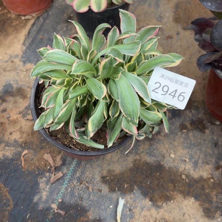 灿烂坠多肉处氧化黑斑2946