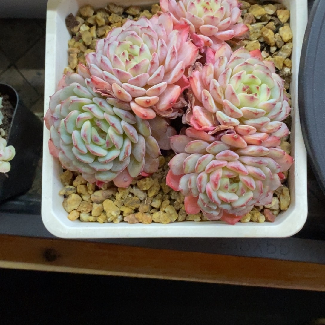 精品多肉一物一批不包整246