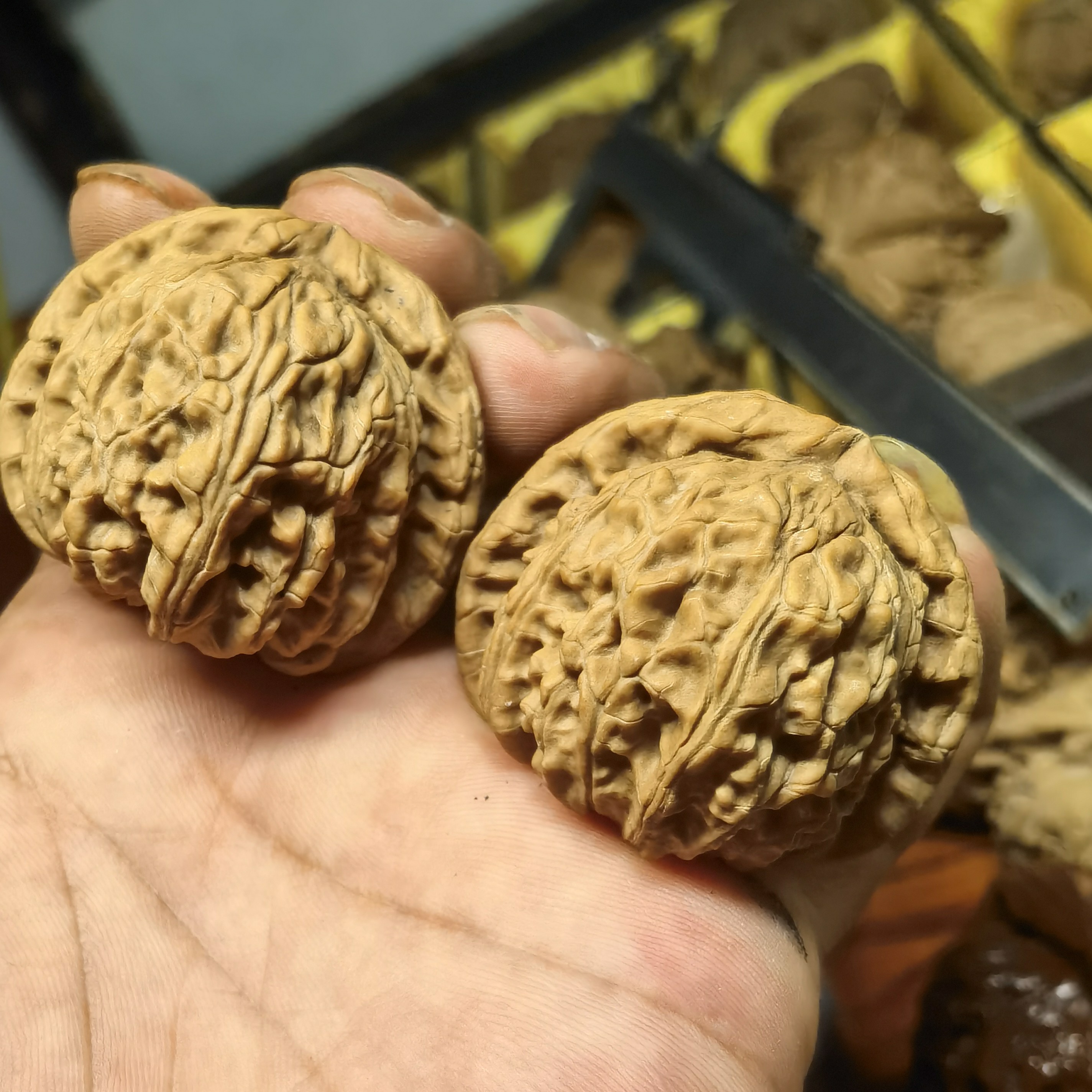 白狮子文玩核桃，六面精配