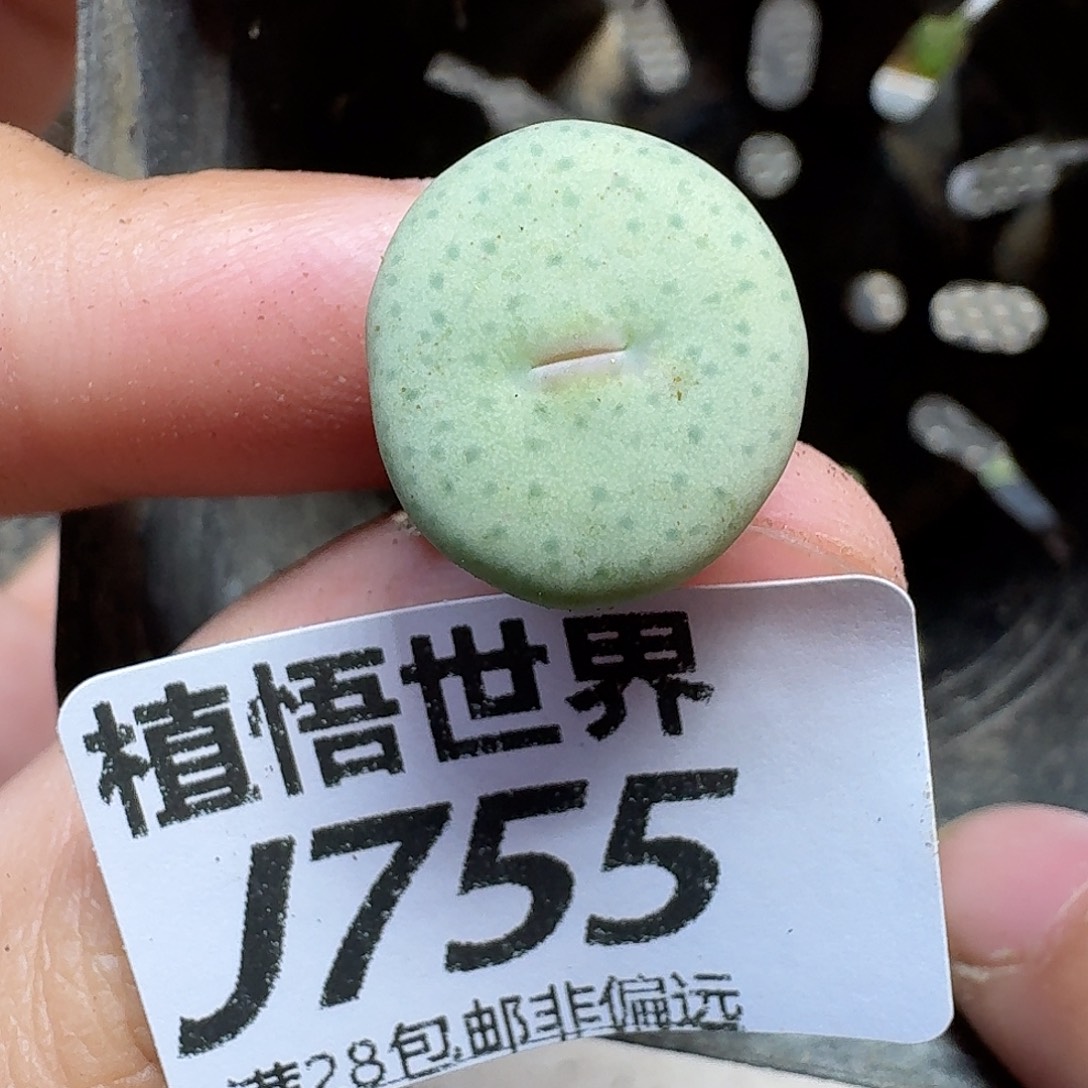 是润泽的润泽fgbb