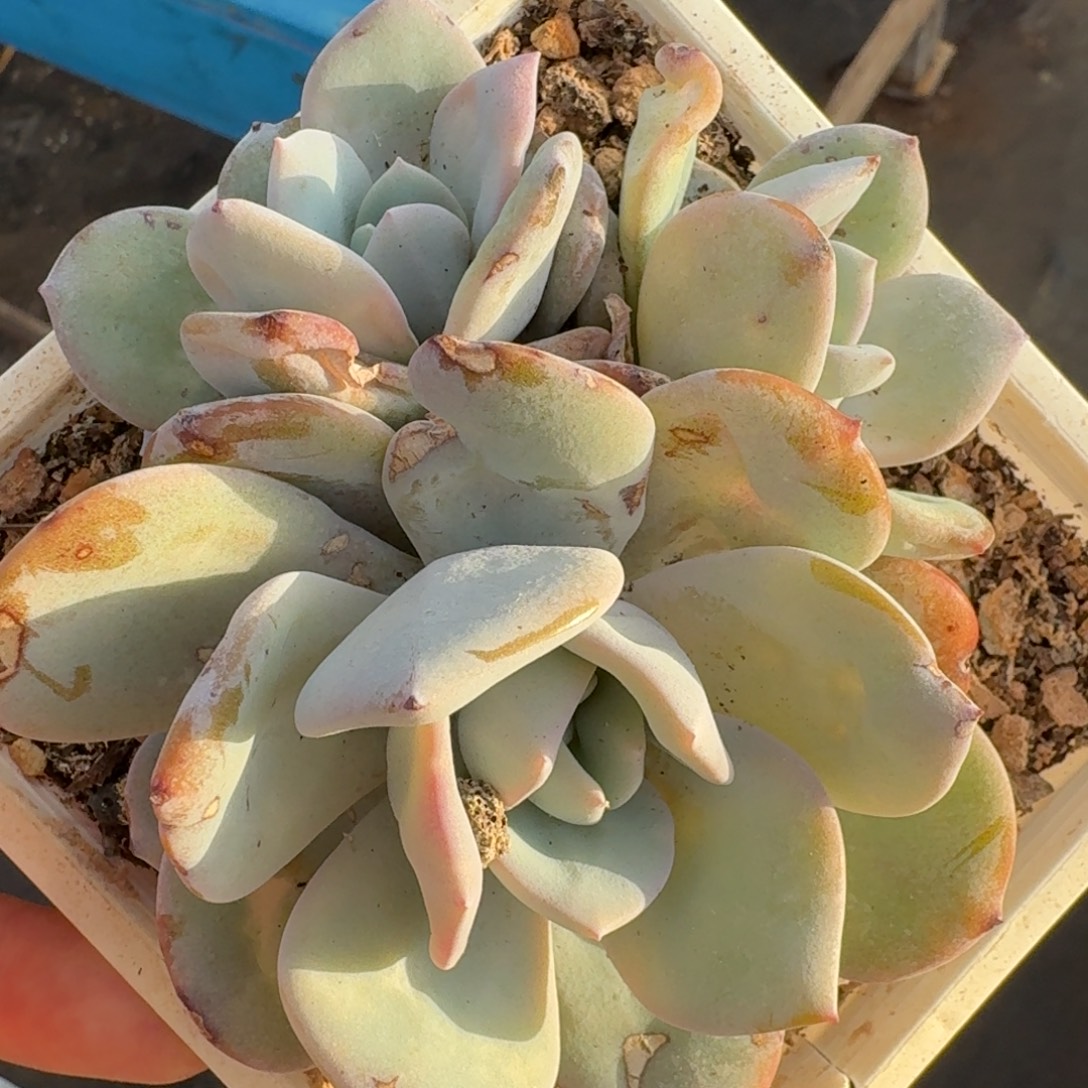 韩版奶茶3头无砍瑕疵福利