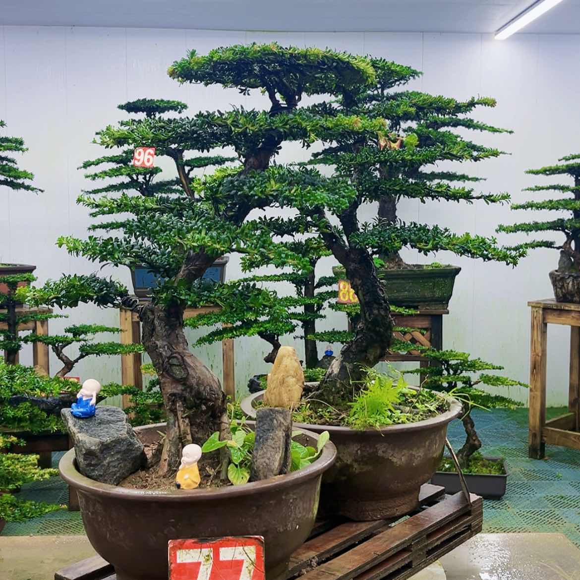 【闪购商品】无花朵金*鸿