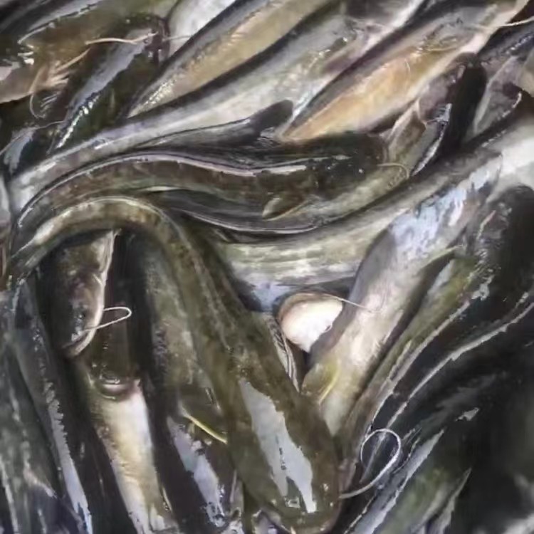 四川（按斤）冰鲜现捞土鲶鱼 生态养殖