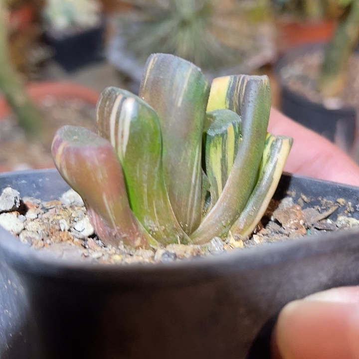 满38包邮2天凑单，脱土晾根发货多肉植物玉扇锦