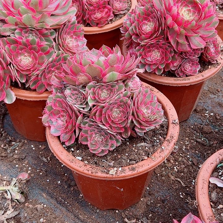 赤子心黑盆多肉植物大战