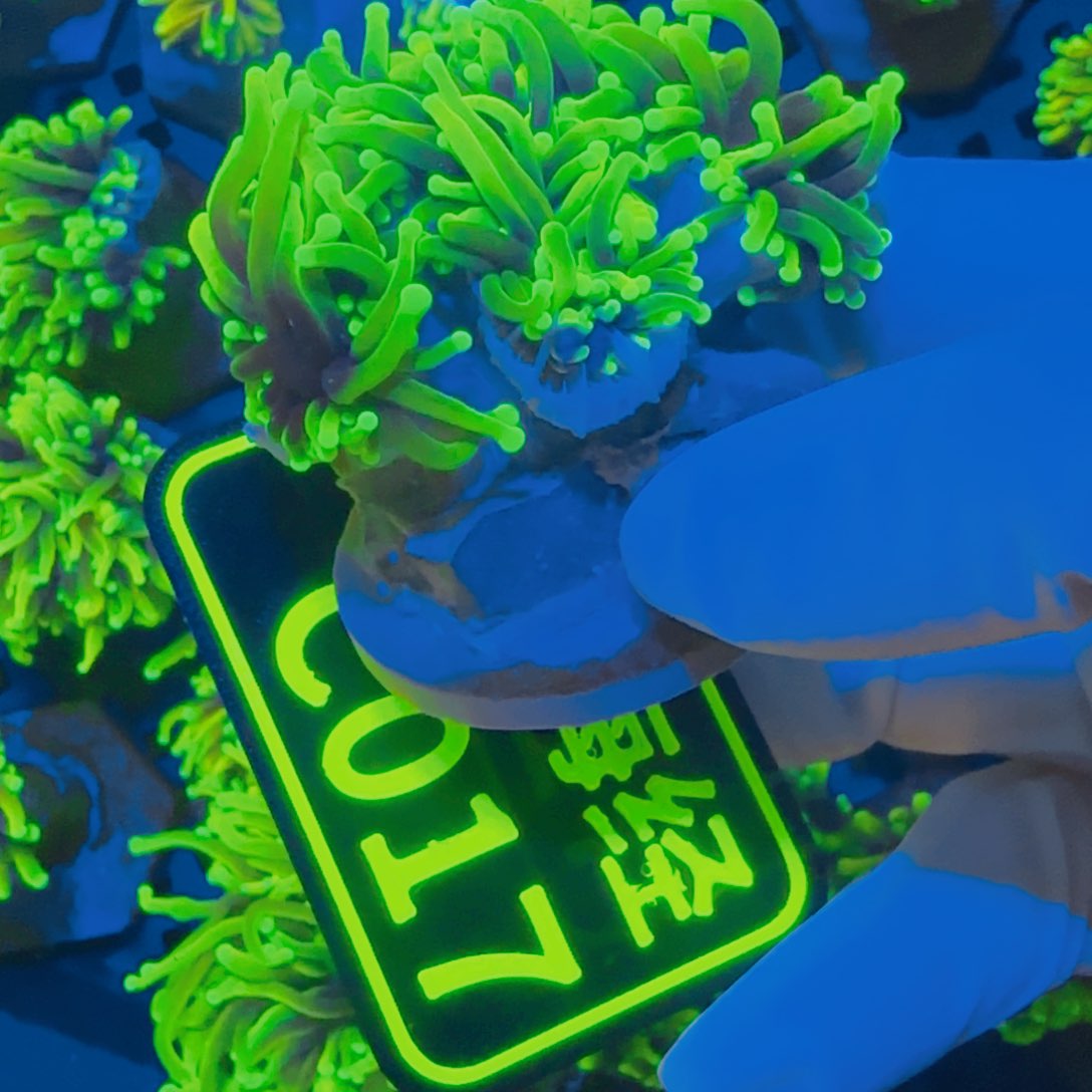 喜***山纽扣珊瑚晓晓不包邮露骨龙魂C017