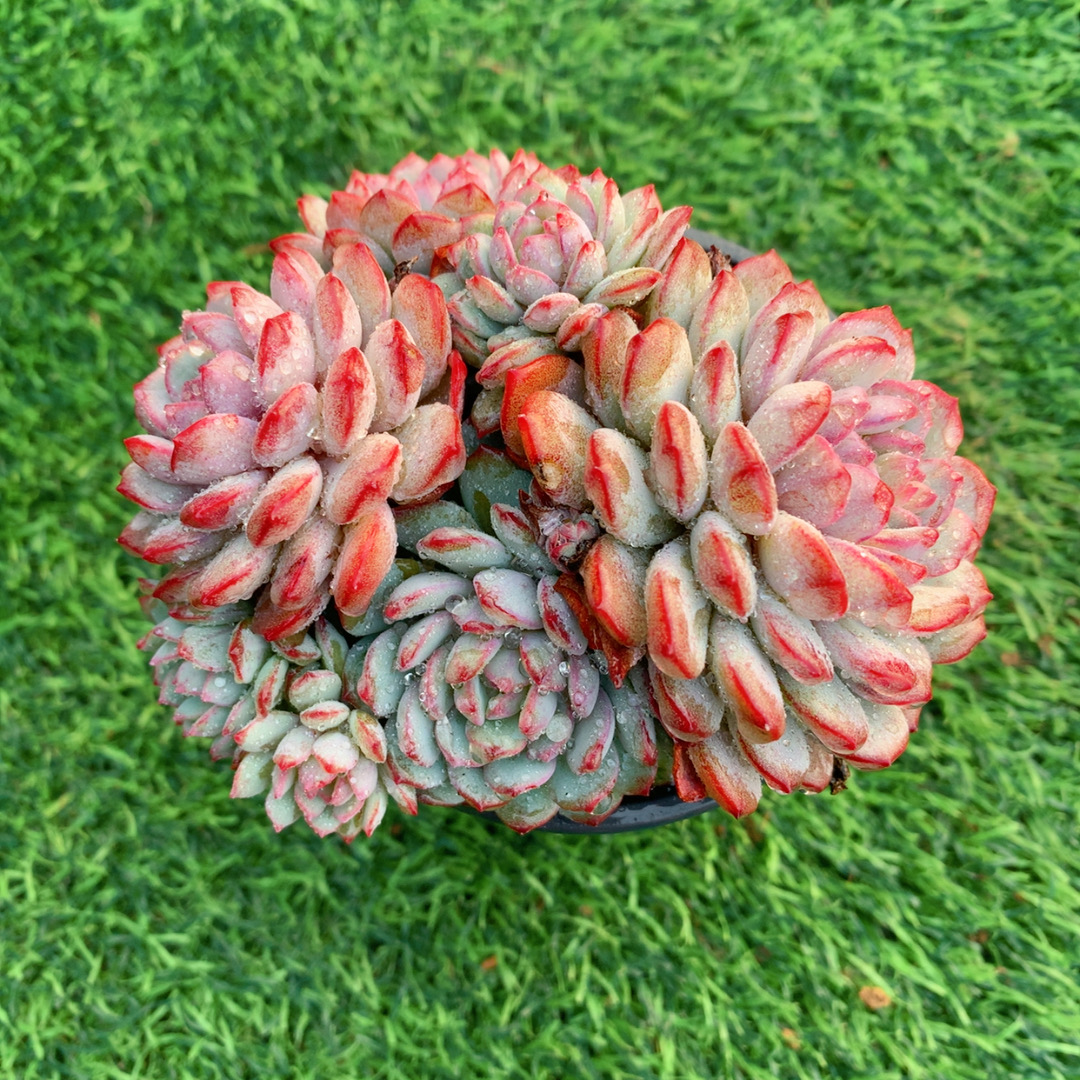 鲁宾群8-10CM【花界草堂】精品多肉阳台盆栽新手易养一单包邮