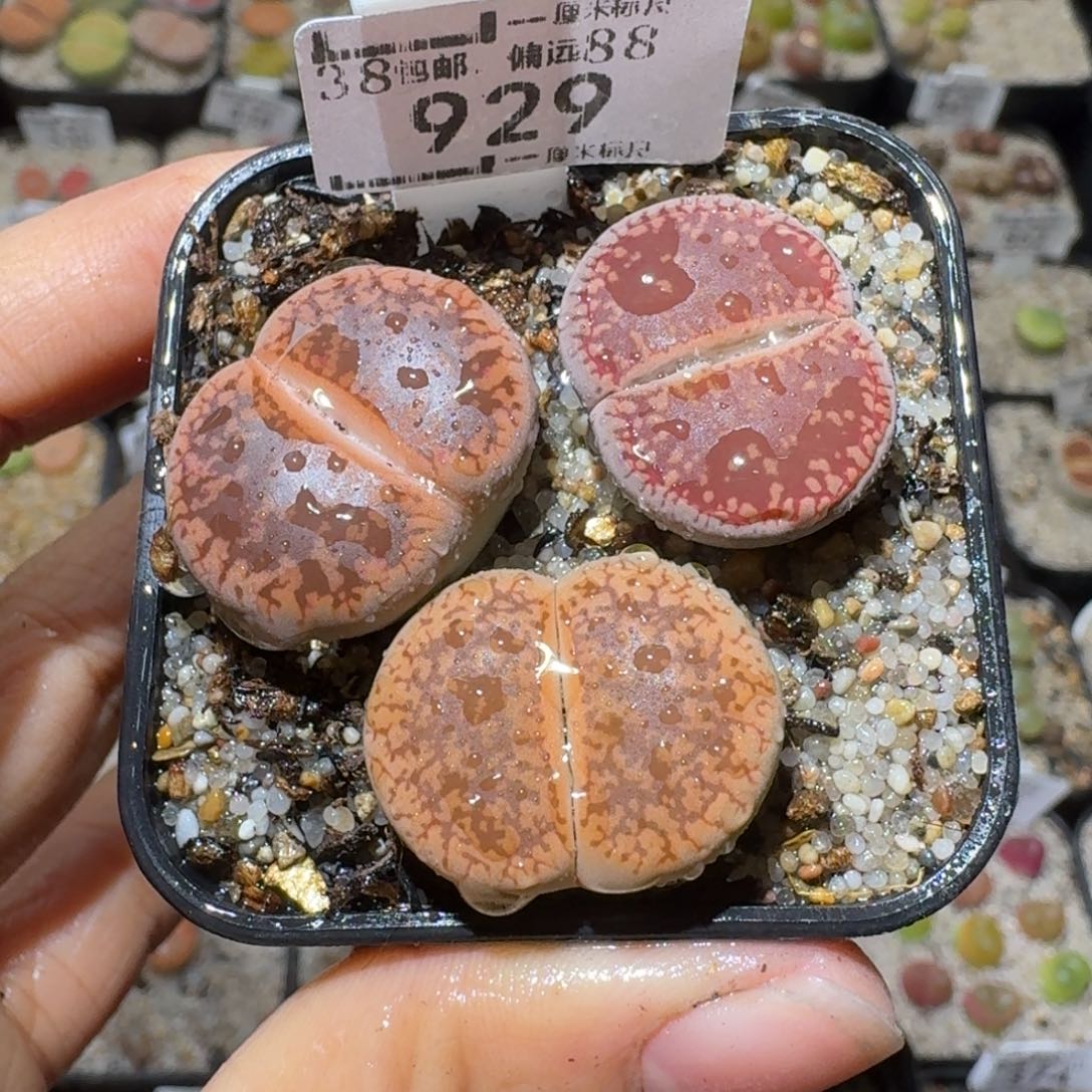 Sss清货了全便宜了929