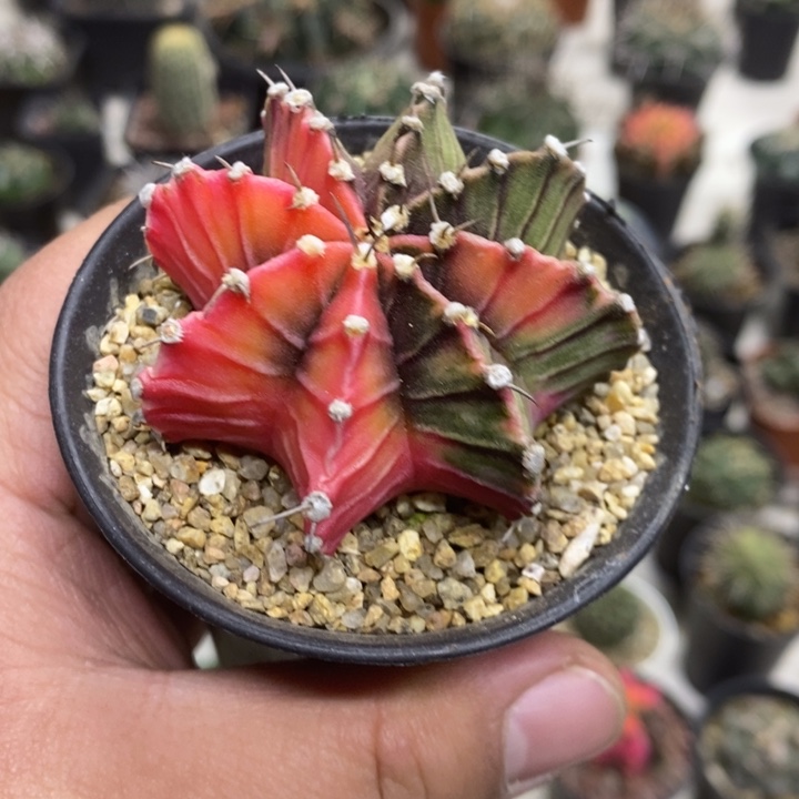 实生肋骨锦特价福利