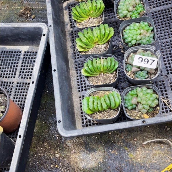 997玉扇姬雨露一物一图如图