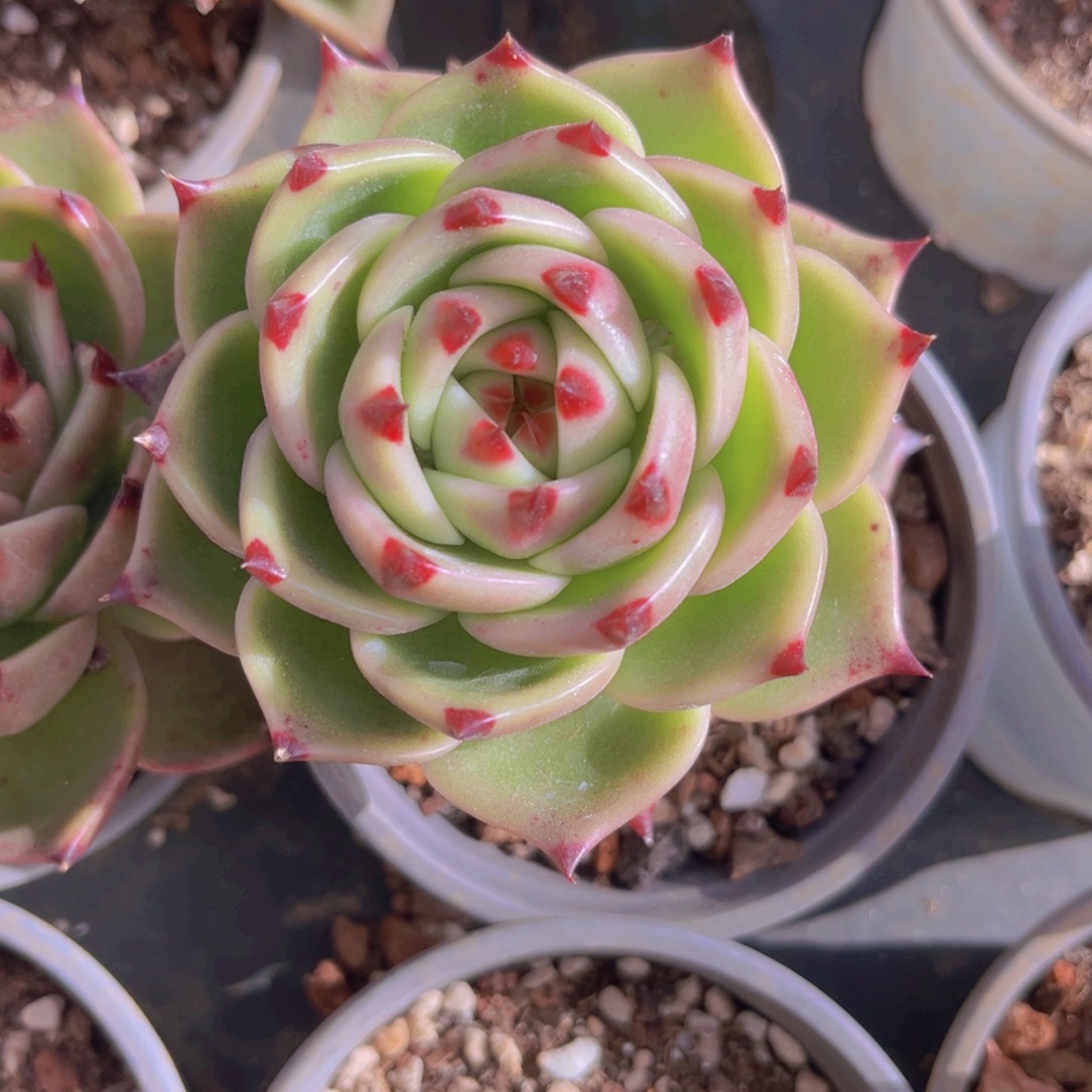 蓝龙8.5公分999988888989