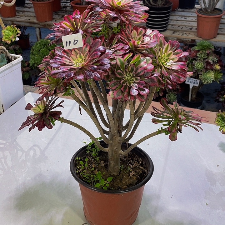 拥****架接0000000000110号