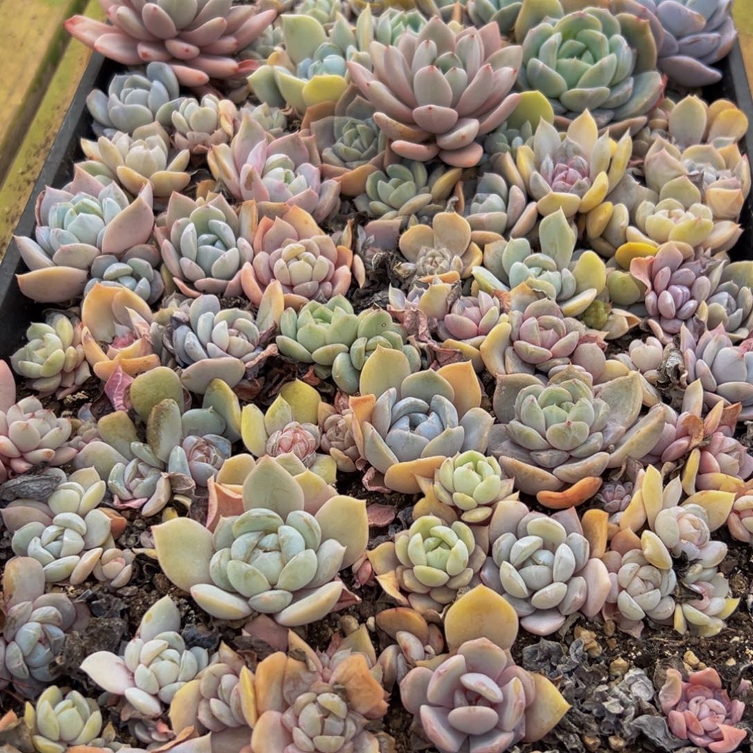 134多肉葡萄的价格是什么样