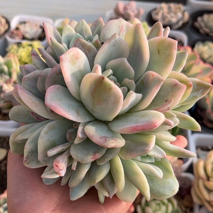 一****串橙梦露锦一颗价格