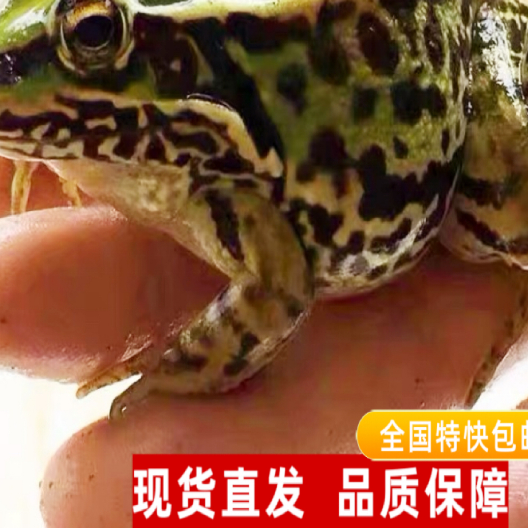 鲜活，大蛙（10-13只/斤，拍3斤包邮）