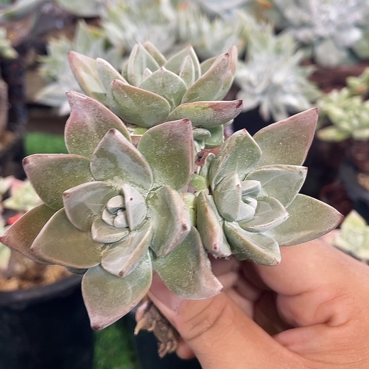 厚叶花朵苹果叶群生