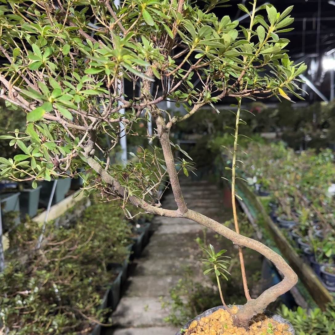 无花朵若惠必须有花朵